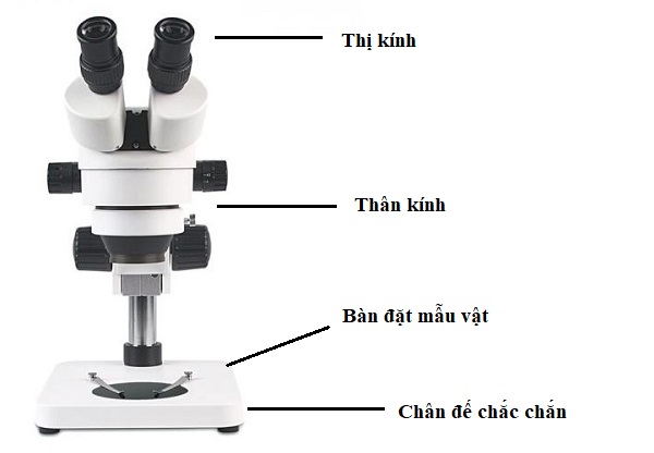 Cấu tạo kính hiển vi soi nổi