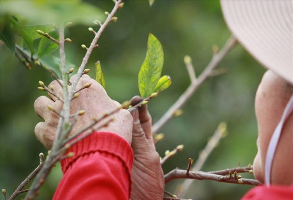 Cách chăm sóc mai vàng ra hoa đúng Tết