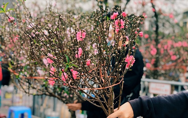 Cách chọn và giữ cành đào, hoa đào tươi lâu