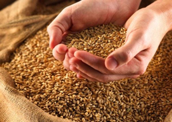 Độ ẩm thích hợp nhất đẻ bảo quản lúa trên 3 tháng là từ 12 – 15%.