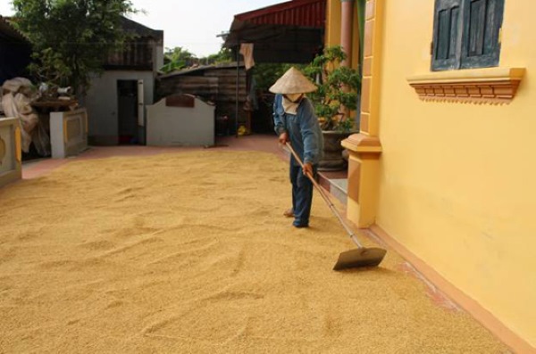 Phơi lúa đến khi đạt độ ẩm bảo quản tốt nhất 13%