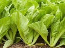 Tháng 3 trồng rau gì