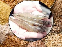 Nuôi tôm mùa nắng nóng