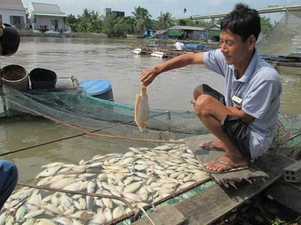 Ảnh hưởng nước bị nhiễm mặn khiến cá chết hàng loạt