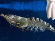 Độ mặn thích hợp nuôi tôm sú