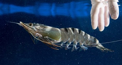 Độ mặn thích hợp nuôi tôm sú