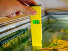 Hướng dẫn cách đo pH hồ cá đơn giản, đúng kỹ thuật