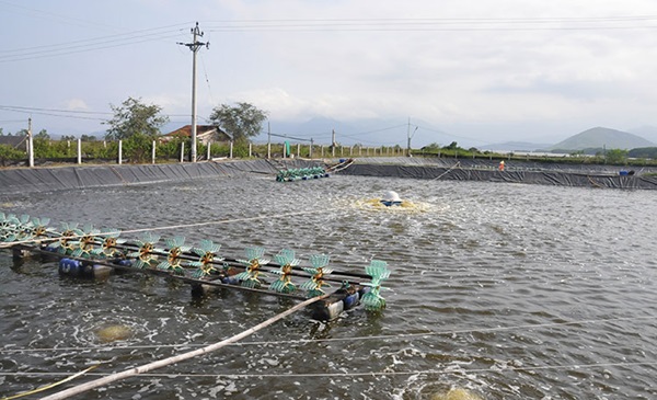 Độ pH hồ cá phù hợp giúp tăng trưởng tốt